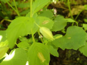 ミゾホオズキのほおずきの形に似た果実