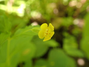 ミゾホオズキの黄色い花