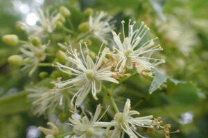 シナノキの白い花