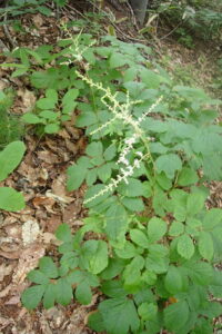 白いトリアシショウマの花