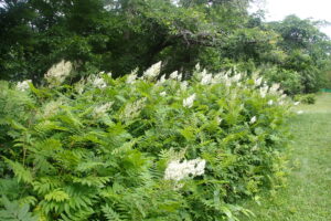 ホザキナナカマドの白い花