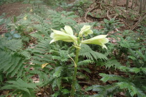 緑がかった白いオオウバユリの花