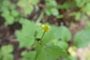 キツネノボタンの黄色い花