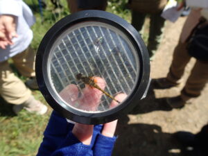 ケースに入れて観察している様子