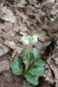 花をつけたイチヤクソウ