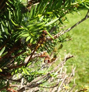 木にとまるのノシメトンボ