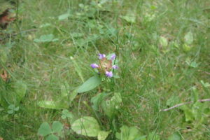 ウツボグサの紫色の花