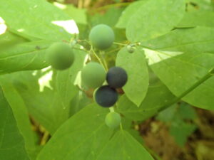 ルイヨウボタンの緑色と青みがかった果実