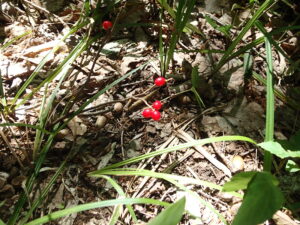 ナニワズの赤い果実