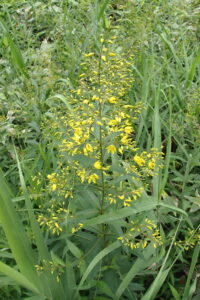 クサレダマの黄色い花