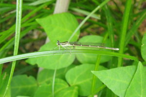 草にとまっているモノサシトンボ