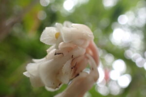 肉色のシャクジョウソウの花