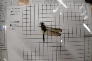 コシアキトンボ