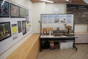 ラン科の菌従属栄養植物の展示