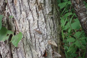 ミズナラの樹に集まっている昆虫たち