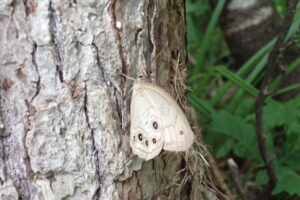 眼玉模様のあるチョウ