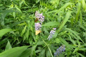 淡い紫色のクサフジの花と黄色いチョウ
