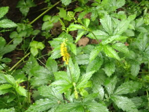 キンミズヒキの黄色い花