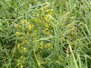 クサレダマの黄色い花