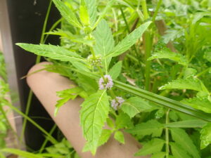 ハッカの薄紫色の花