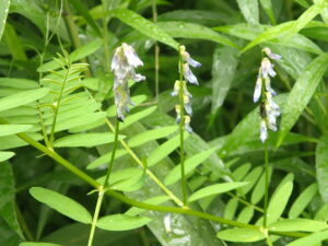 薄紫のクサフジの花