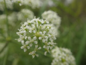 ドクゼリの白い花