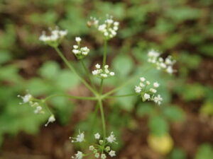 カノツメソウの白い花