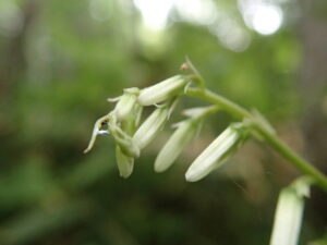 ミミコウモリの咲き始めた白い花