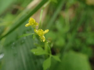 キツネノボタンの黄色い花