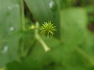 キツネノボタンの金平糖のような形の緑色の果実