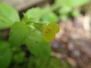 ミゾホオズキの黄色い花