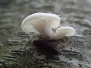 白いキノコ