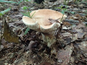 大きな褐色のキノコ