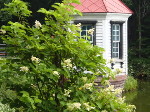 池のほとりに咲くノリウツギのの花