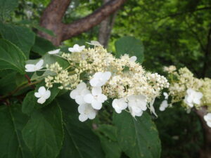ノリウツギの白い飾り花