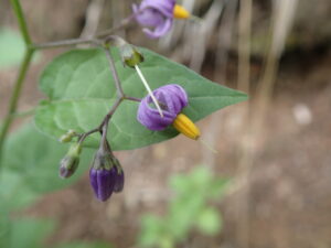 紫色のオオマルバノホロシの花