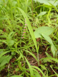 ネジバナの桃色のらせん状に並んだ花