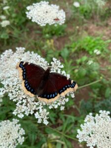 翅の縁取りが淡い黄色のチョウ
