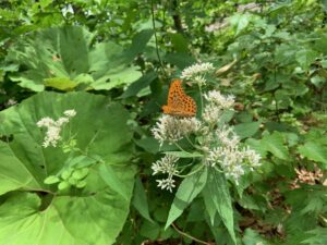 オレンジ色のチョウ
