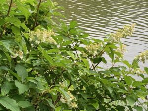 池のふちに生えるノリウツギの飾り花のついた樹