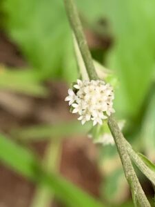 ノブキの白い花