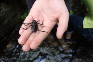 コヤマトンボのヤゴ