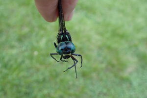 青みがかった複眼のコシボソヤンマのオス