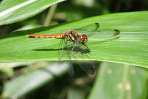 赤褐色の赤とんぼ