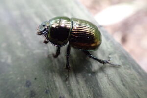 メタリックカラーの甲虫