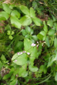 ヤブハギの桃色の小さな花