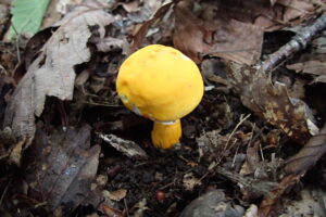 黄色のキノコ