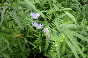 淡い紫色のクサフジの花