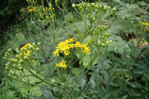 黄色いオオハンゴンソウの花
