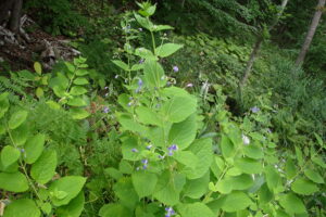 カリガネソウの紫色の花